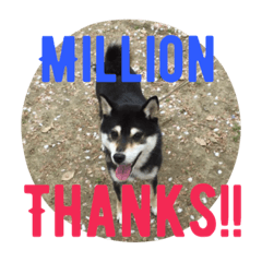 黒柴 ほったまの本音