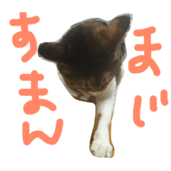 ミケ猫みーこ