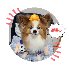 ぱぴぱぴパピヨン34