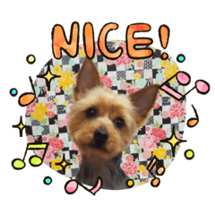 ヨーキーな毎日