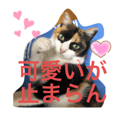 三毛猫ガールこねこねちゃん