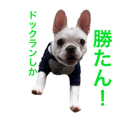 ぷぅ君スタンプ