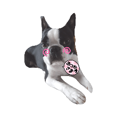 ボブっちのきもち