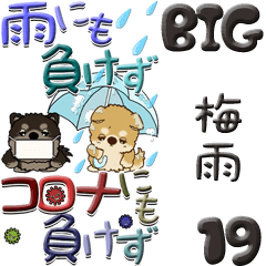 【Big】ちゃちゃ丸 19『梅雨』