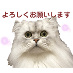 猫の日常スタンプ(ペルシャ&ミヌエット)