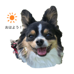 マロン日常日記