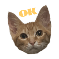 三兄弟(コテサスジジ)