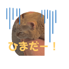 さとしのねこ5