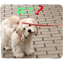 アメコカ金ちゃん