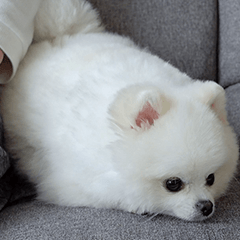 ポメラニアンのマヨ２