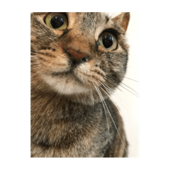 やる気の感じられない脱力系ねこ3