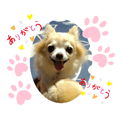 可愛いチワワのぷりん