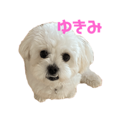 ペキビションのゆきみちゃん