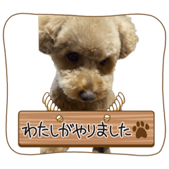 松本家の愉快なワンちゃん達