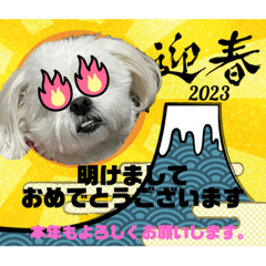白わんこちゃん2023