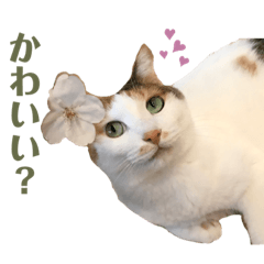 うちのこがいちばん「めいちゃん」スタンプ