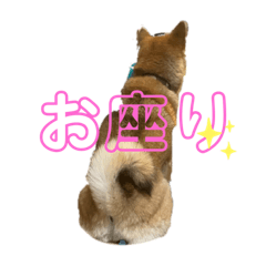 柴犬りょうちゃんのかわいいスタンプ(2)