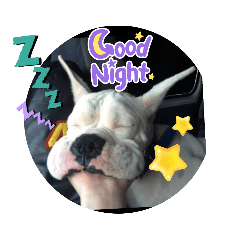 ボクサー犬のルードだよ！よろしくね！