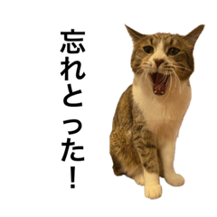 毎日猫さんスタンプ