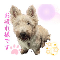 可愛いブレアちゃん