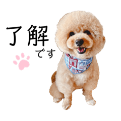 ビションプー‎⁦(ᐡ ᐧ ﻌ ᐧ ᐡ)てんちゃん③