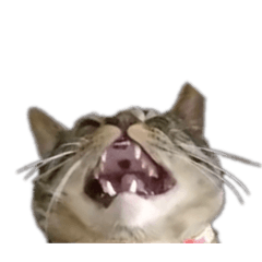 猫に言葉はいらない、漢なら背中で語れ