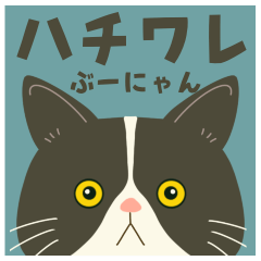【1年中使える】ハチワレぶーにゃん