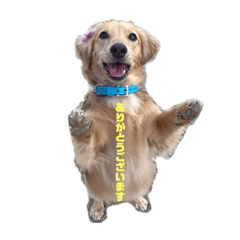 齋藤家のコメくん