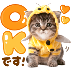 かわいい♡にゃんこ