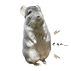 腹ペコのチンチラ(そらくん)