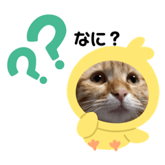 ぽんずですがなにか。