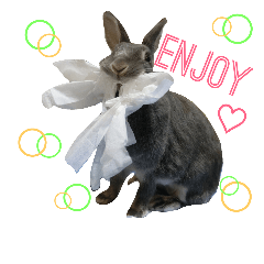 うさぎ＋α