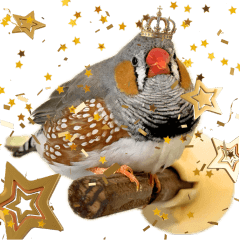 我が家の可愛すぎるキンカチョウ