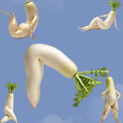 BIG! 人間みたいな大根　実写