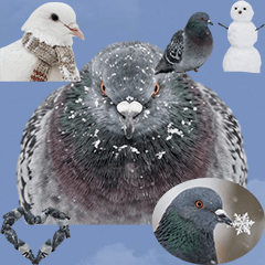 冬の鳩　実写