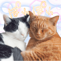 猫のチビとトラ