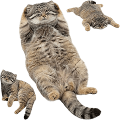 BIG!  マヌルネコ　実写　２