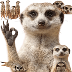 BIG! ミーアキャット　実写