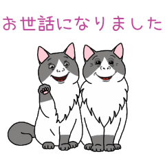 [お世話になりました専用]人面ハチワレ猫