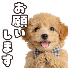 動く！トイプードル3【敬語】