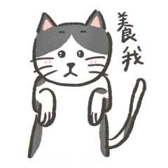 不機嫌顔の猫 ククちゃんの辛い日々