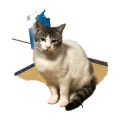 ネコと暗闇と夕陽