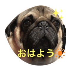 かわいいラッキー