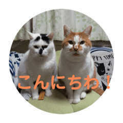 仲良しにゃんにゃ