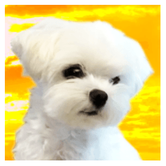 夜明けのマルチーズ６（敬語・応用編）