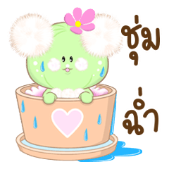 Cactus Astroto & Assy