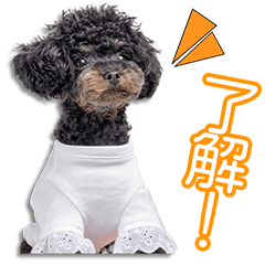 石田家のてんちゃん