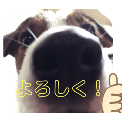 わんちゃん！！可愛いよ！！