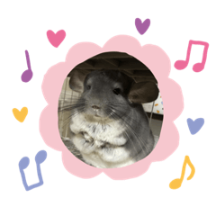 チンチラのトトロくん