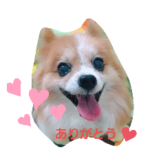 日常使えるパピヨン達